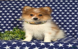 Pomeranian dogs for sale: Diesel Toy Size - Image 8