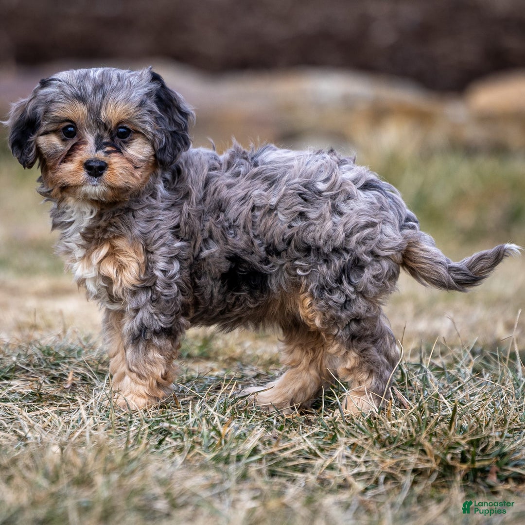 Cavapoo dogs for sale: Pumba - Image 19