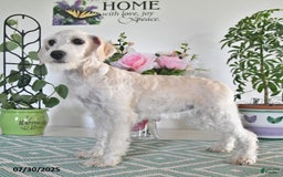 Schnoodle dogs for sale: Lily - Image 9