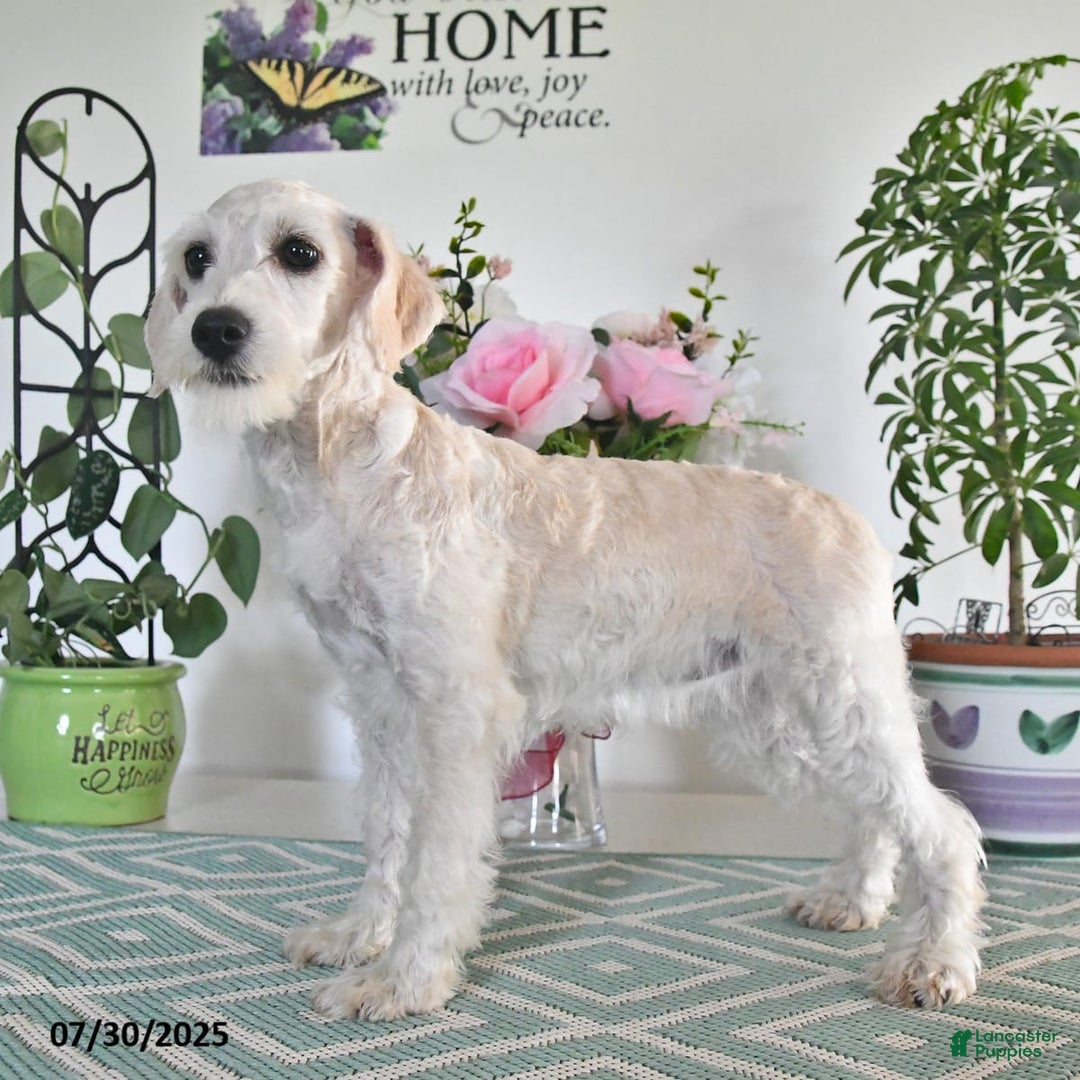 Schnoodle dogs for sale: Lily - Image 9