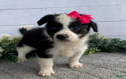 Shorkie dogs for sale: Sunny - Image 1