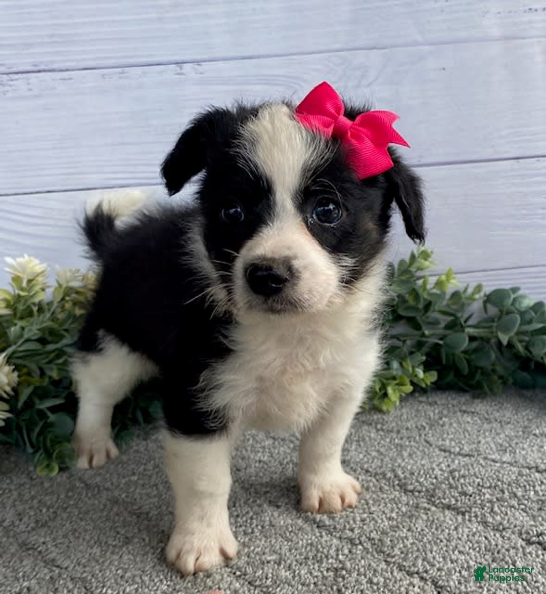 Shorkie dogs for sale: Sunny - Image 1