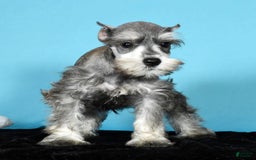 Miniature Schnauzer dogs for sale: Kona - Image 6