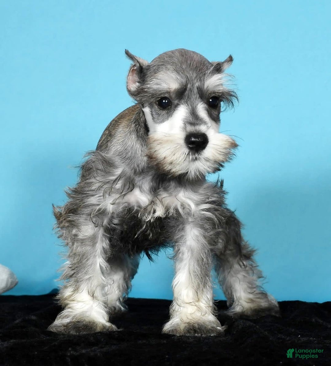 Miniature Schnauzer dogs for sale: Kona - Image 6