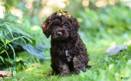 Cockapoo dogs for sale: Akira - Image 8