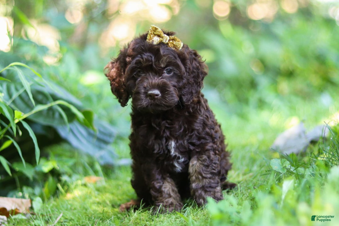 Cockapoo dogs for sale: Akira - Image 8