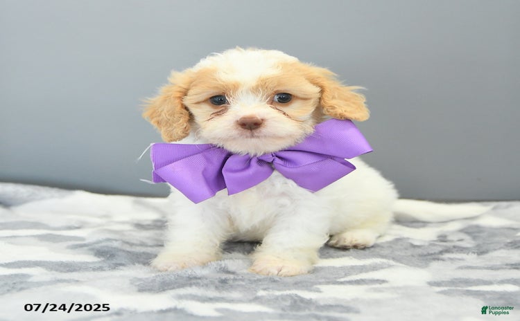 Cavapoo dogs for sale - Ad 5