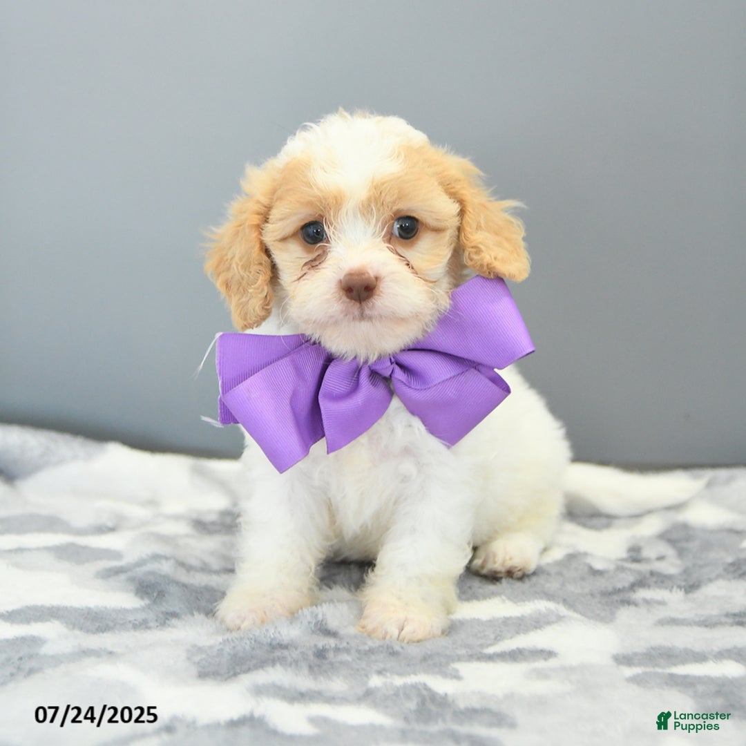 Cavapoo dogs for sale: Slippers - Image 1