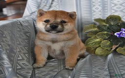 Shiba Inu dogs for sale: Jane - Image 6