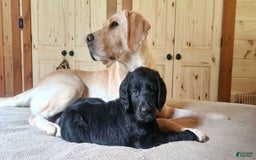 Labradoodle dogs for sale: Madonna - Image 1