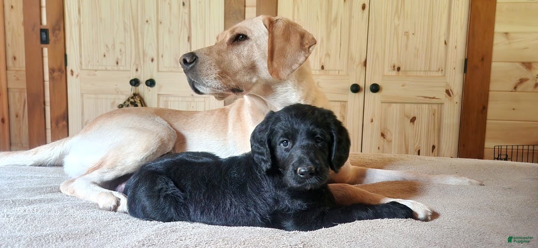 Labradoodle dogs for sale: Madonna - Image 1