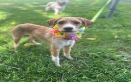 Jackapoo dogs for sale: Sally - Image 2