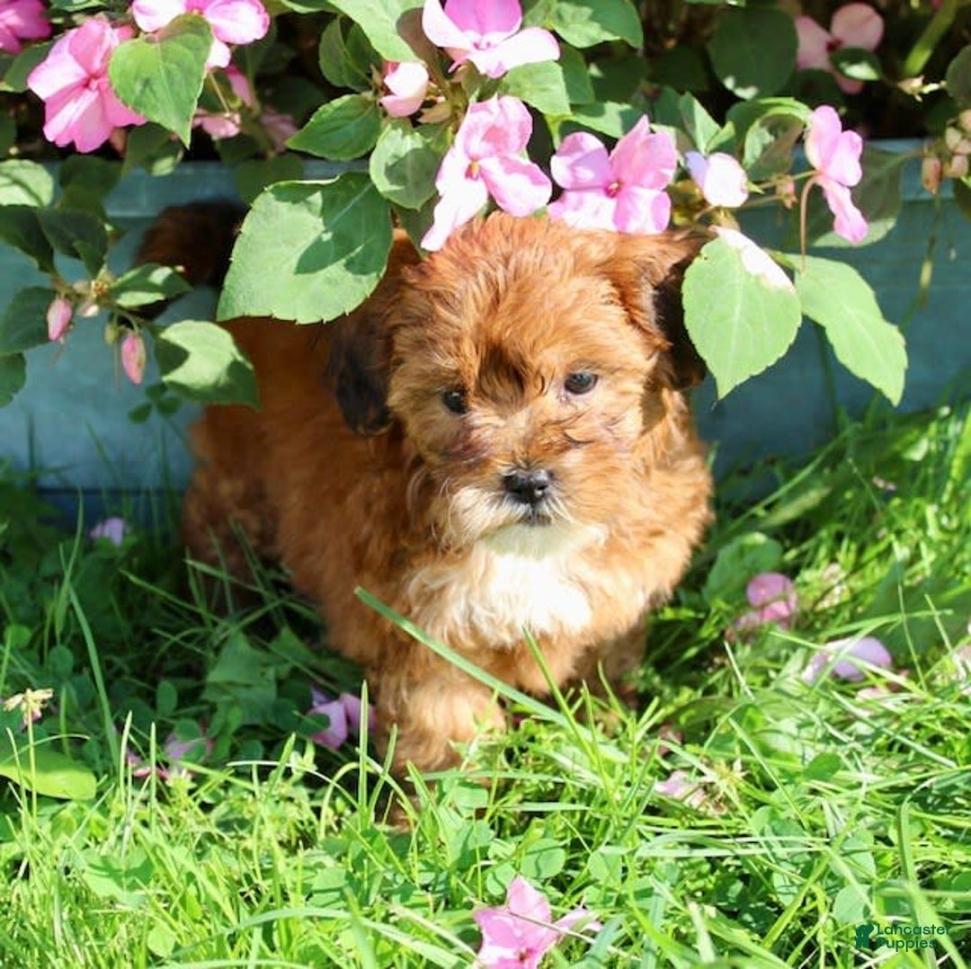 Shihpoo dogs for sale: Lulu - Image 5