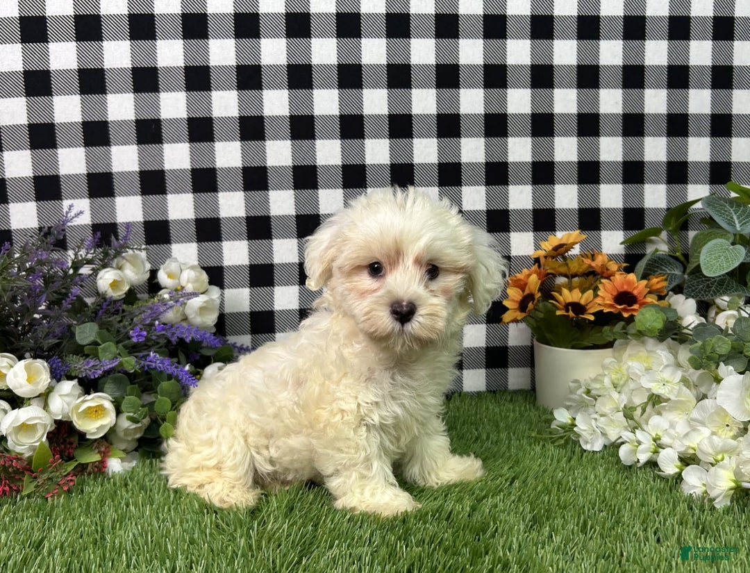 Maltipoo dogs for sale: Maltipoo 3 puppies - Image 8