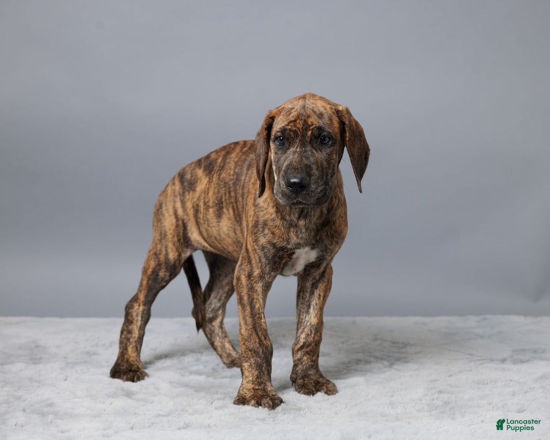 Great Dane dogs for sale: Ellie - Image 3