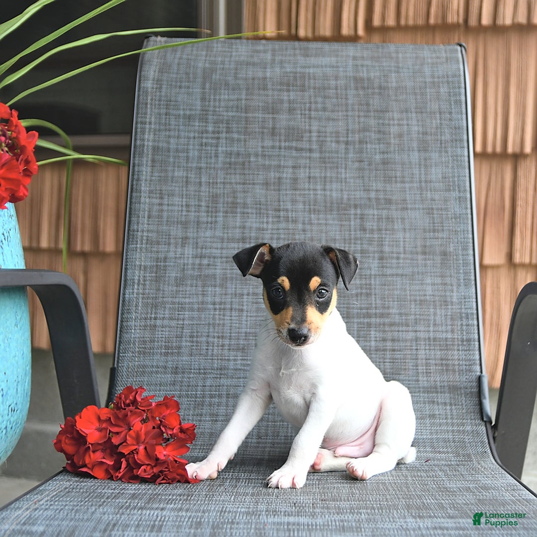 Toy Fox Terrier dogs for sale: Flynn - Image 3
