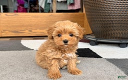 Maltipoo dogs for sale: Macon - Image 17