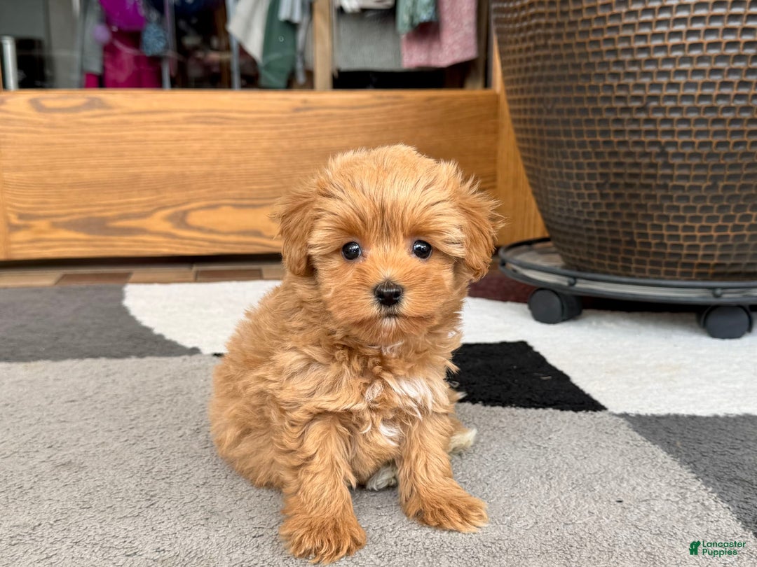 Maltipoo dogs for sale: Macon - Image 17