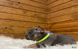French Bulldog dogs for sale: Ryder - Image 8