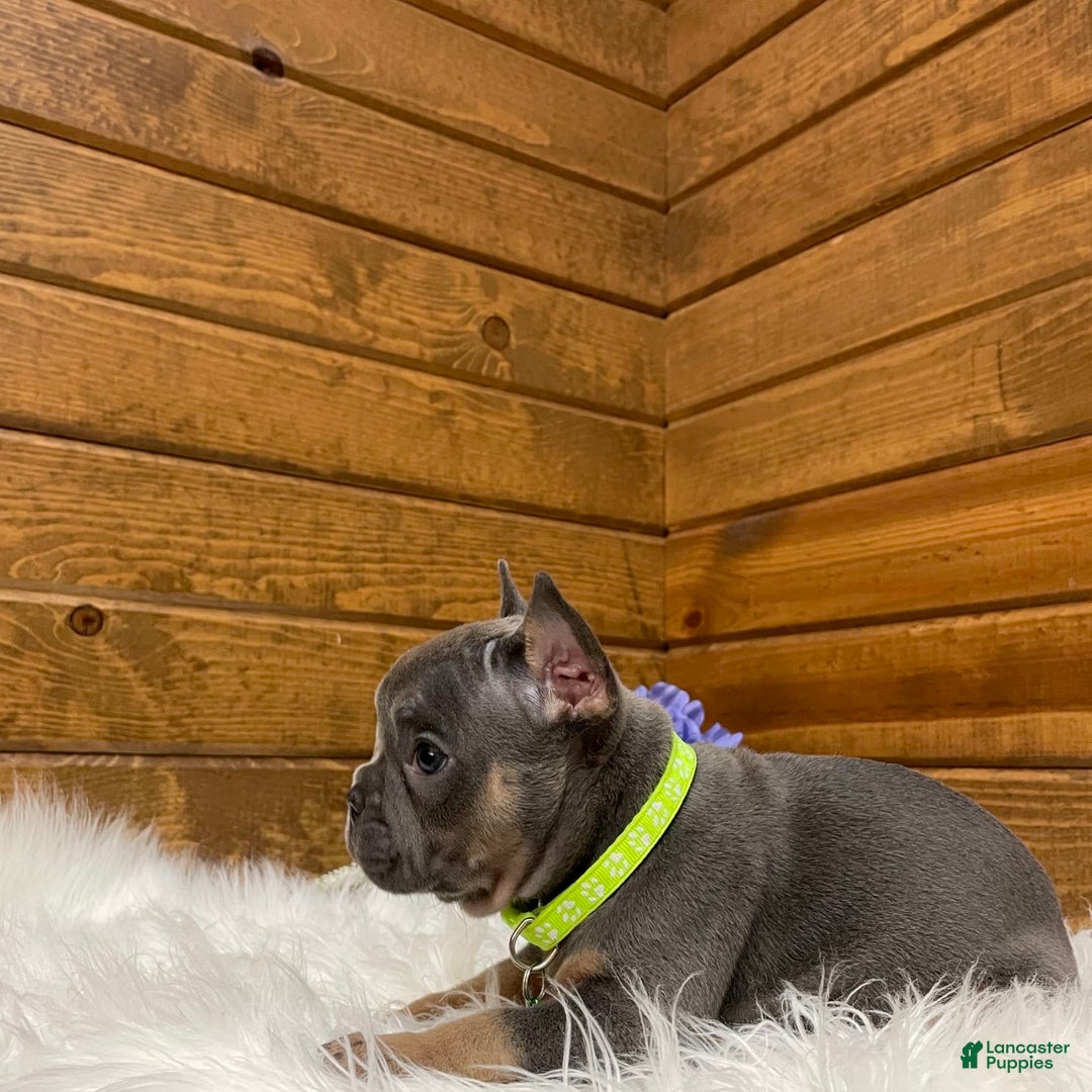 French Bulldog dogs for sale: Ryder - Image 8