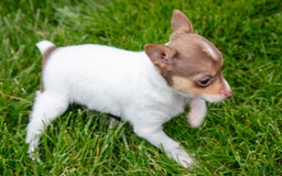 Toy Fox Terrier dogs for sale: Riley - Image 1