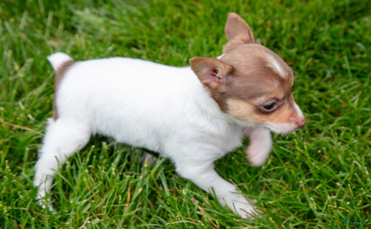 Toy Fox Terrier dogs for sale - Ad 1