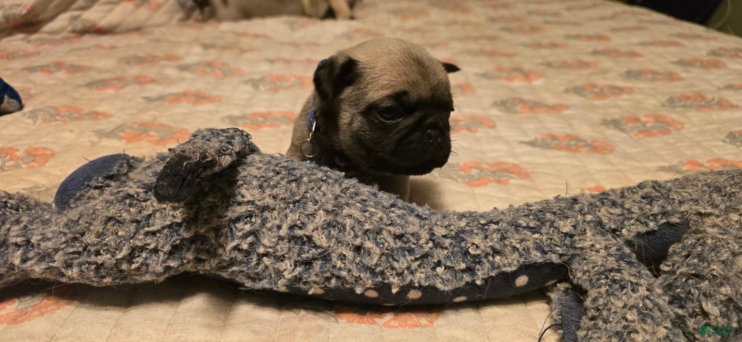 Pug dogs for sale: Dwight - Image 13