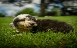 Old English Sheepdog dogs for sale: Flurry - Image 9