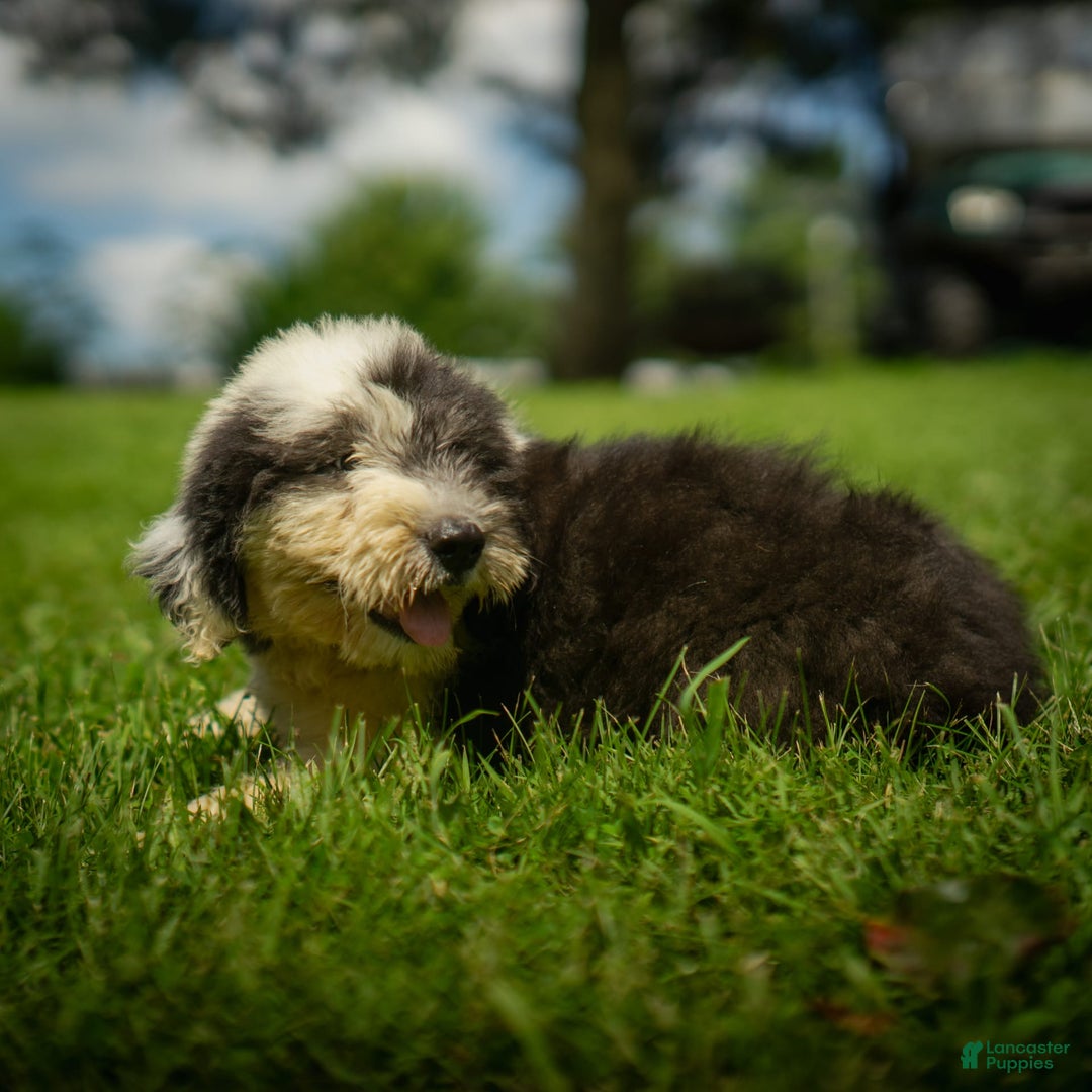 Old English Sheepdog dogs for sale: Flurry - Image 9