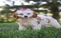Cavapoo dogs for sale: Lola - Image 2