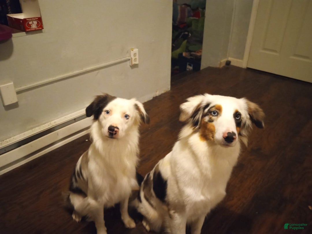Miniature Australian Shepherd dogs for sale: Moo Moo - Image 3