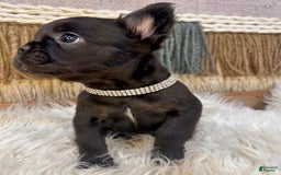 French Bulldog dogs for sale: Fluffy French Bulldog - Image 2