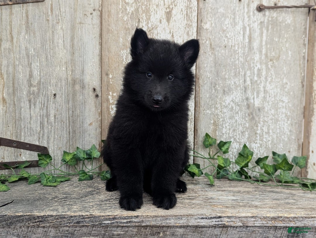 categoriesInfo:categoryAttributeOptions.pets.dogs.breed.belgianGroenendael dogs for sale: Onyx - Image 7