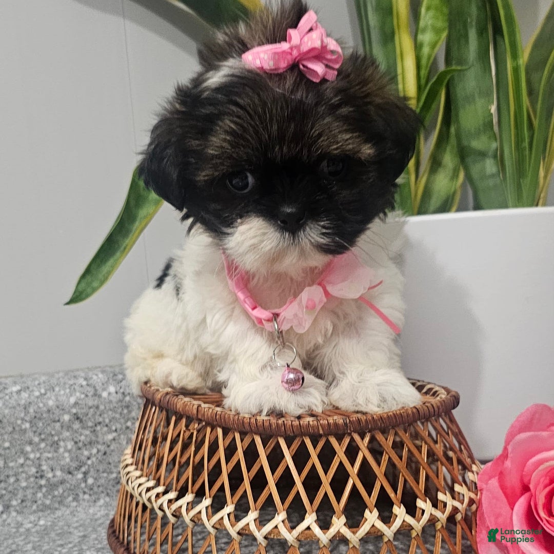 Shih Tzu dogs for sale: Tiny Tiff ❤️ - Image 14