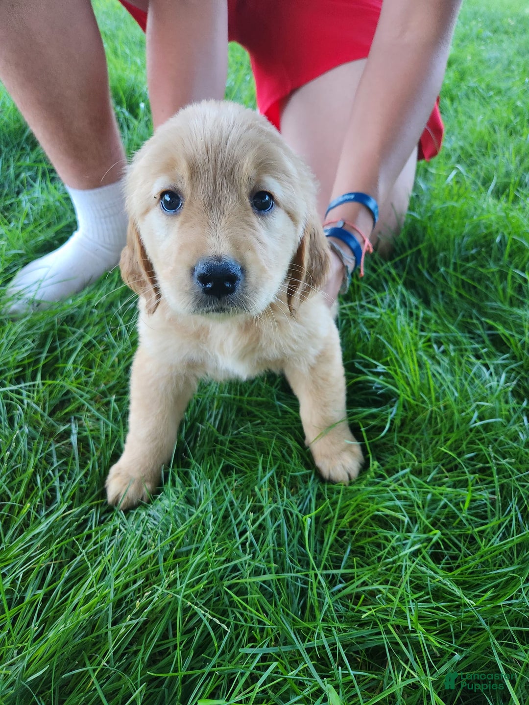 Golden Retriever dogs for sale: Miss Pink - Image 2
