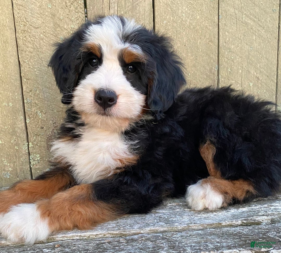 Mini Bernedoodle dogs for sale: 💛 Boston Ma 💛 Mini Bernedoodle - Image 13