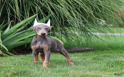 Doberman Pinscher dogs for sale: Zoey - Image 4