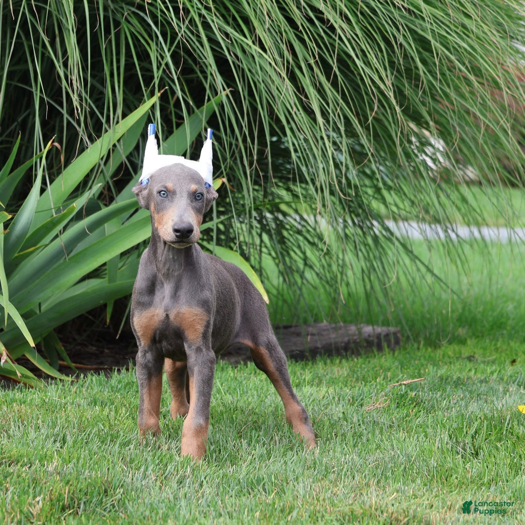 Doberman Pinscher dogs for sale: Zoey - Image 4