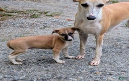 Whippet dogs for sale: Billy - Image 8