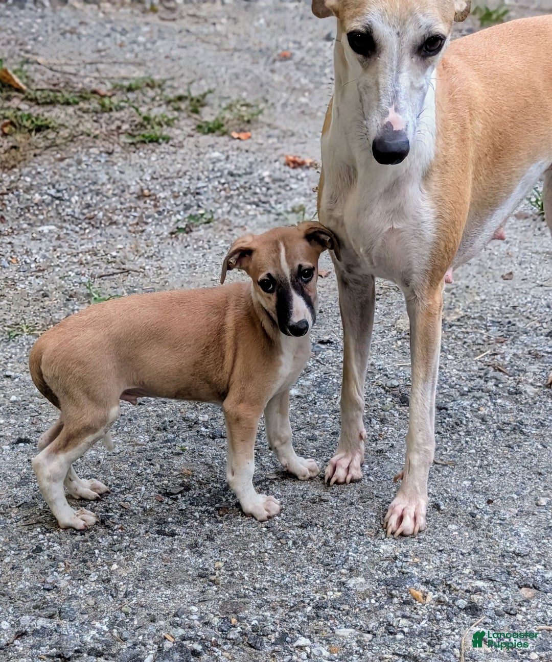 Whippet dogs for sale: Billy - Image 8