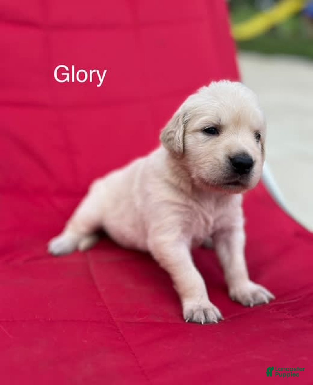Golden Retriever dogs for sale: Golden Retriever 10 puppies - Image 8