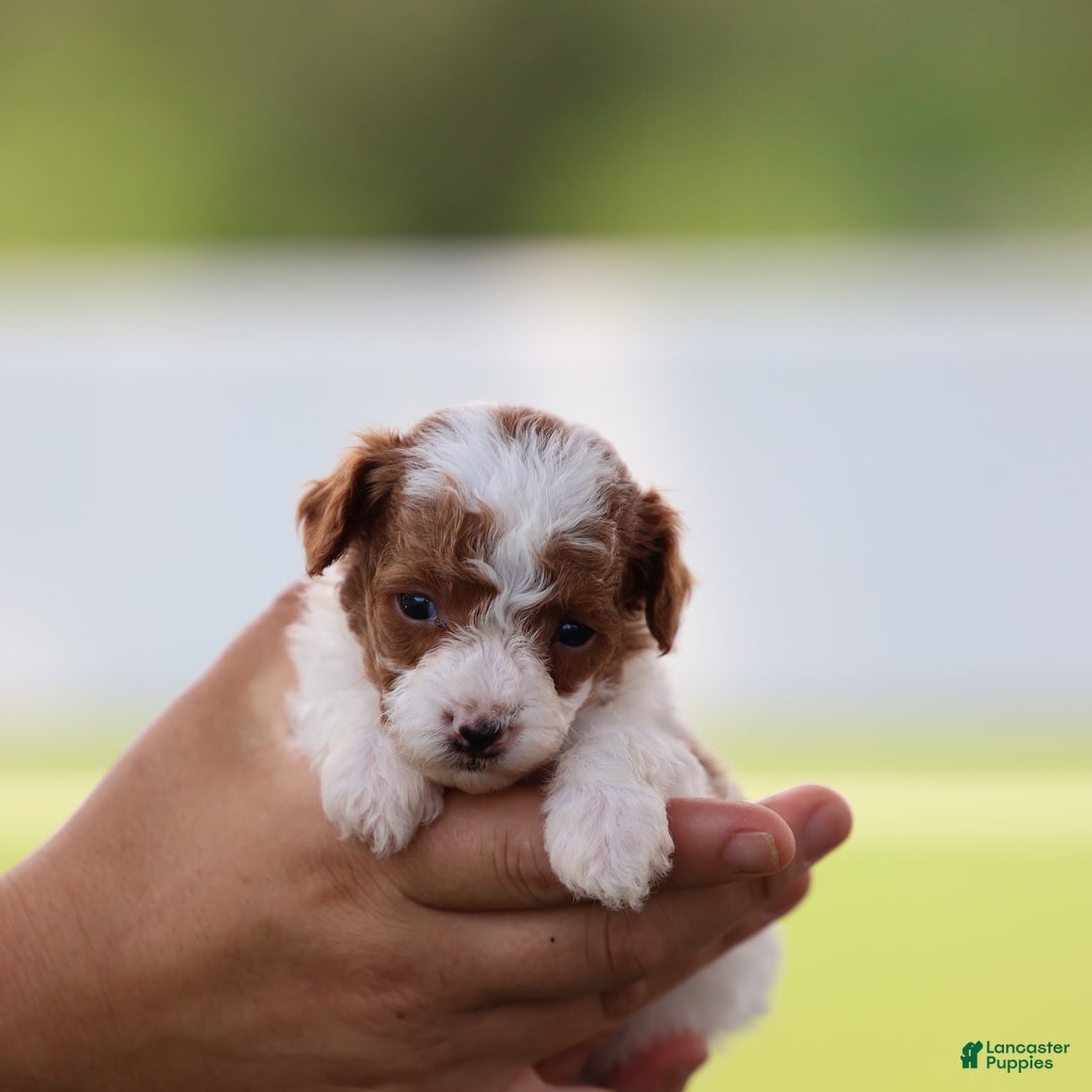 Toy Poodle dogs for sale: Rolex - Image 4