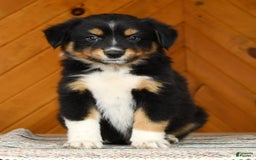 Australian Shepherd dogs for sale: Alden - Image 1