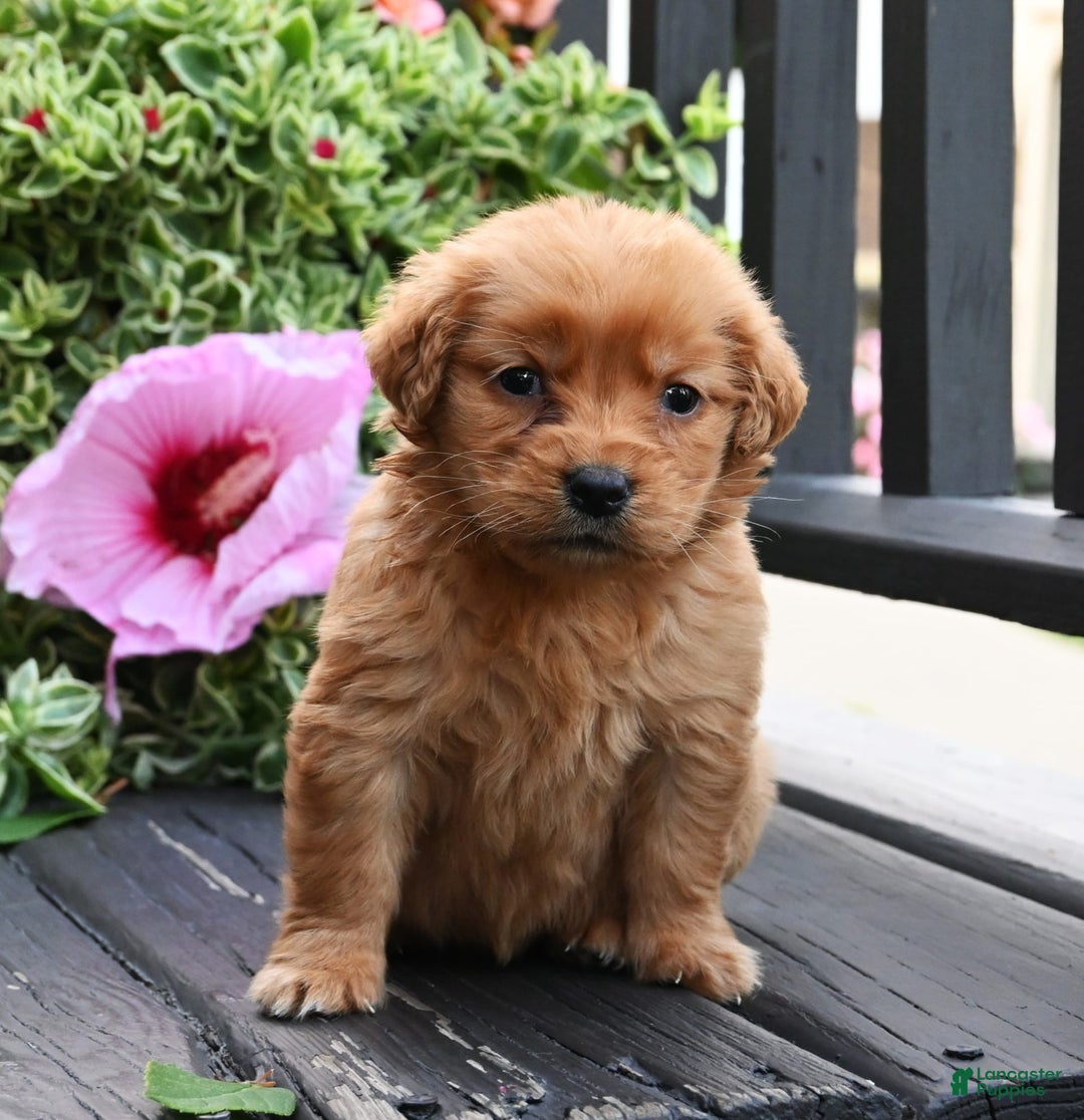 Golden Retriever dogs for sale: Whisper - Image 3
