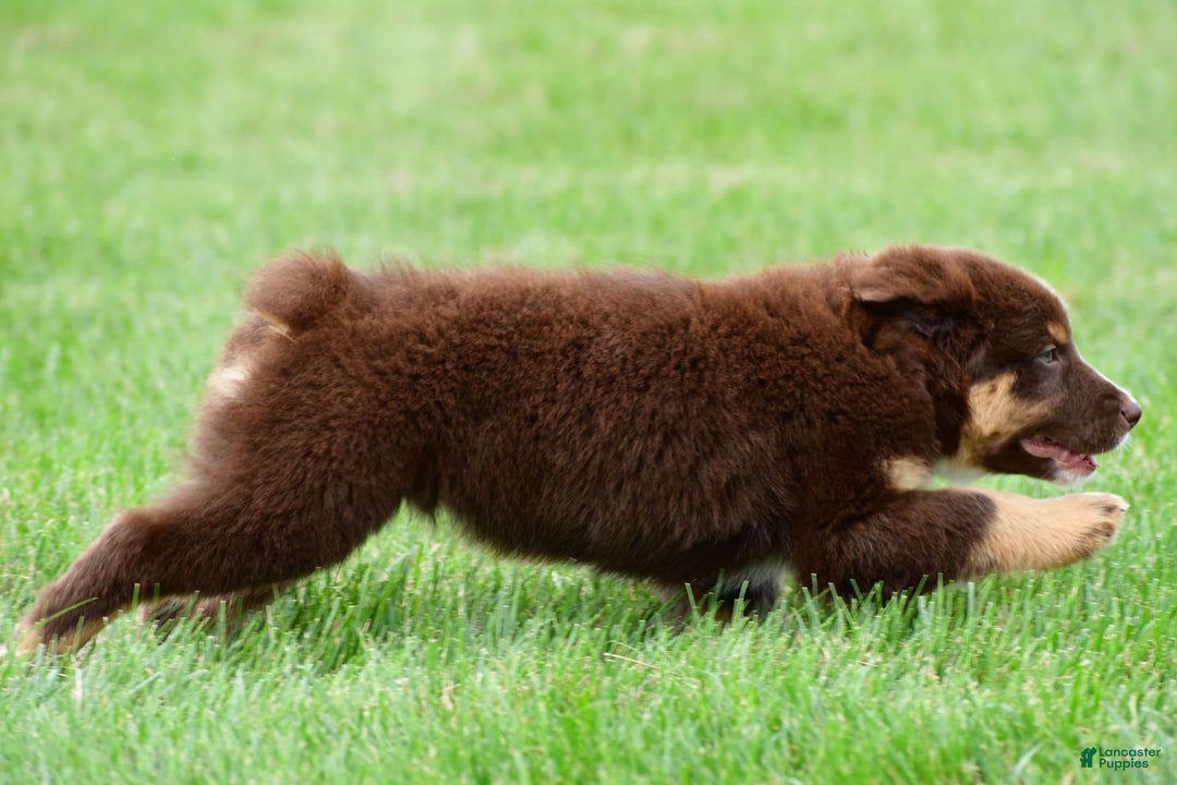 Australian Shepherd dogs for sale: Henry - Image 5