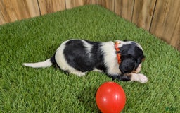 Cavalier King Charles Spaniel dogs for sale: Stardust Girl 2 - Image 4