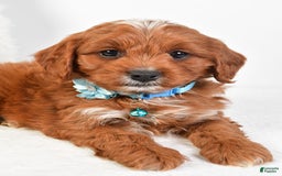 Cavapoo dogs for sale: Goffy - Image 7