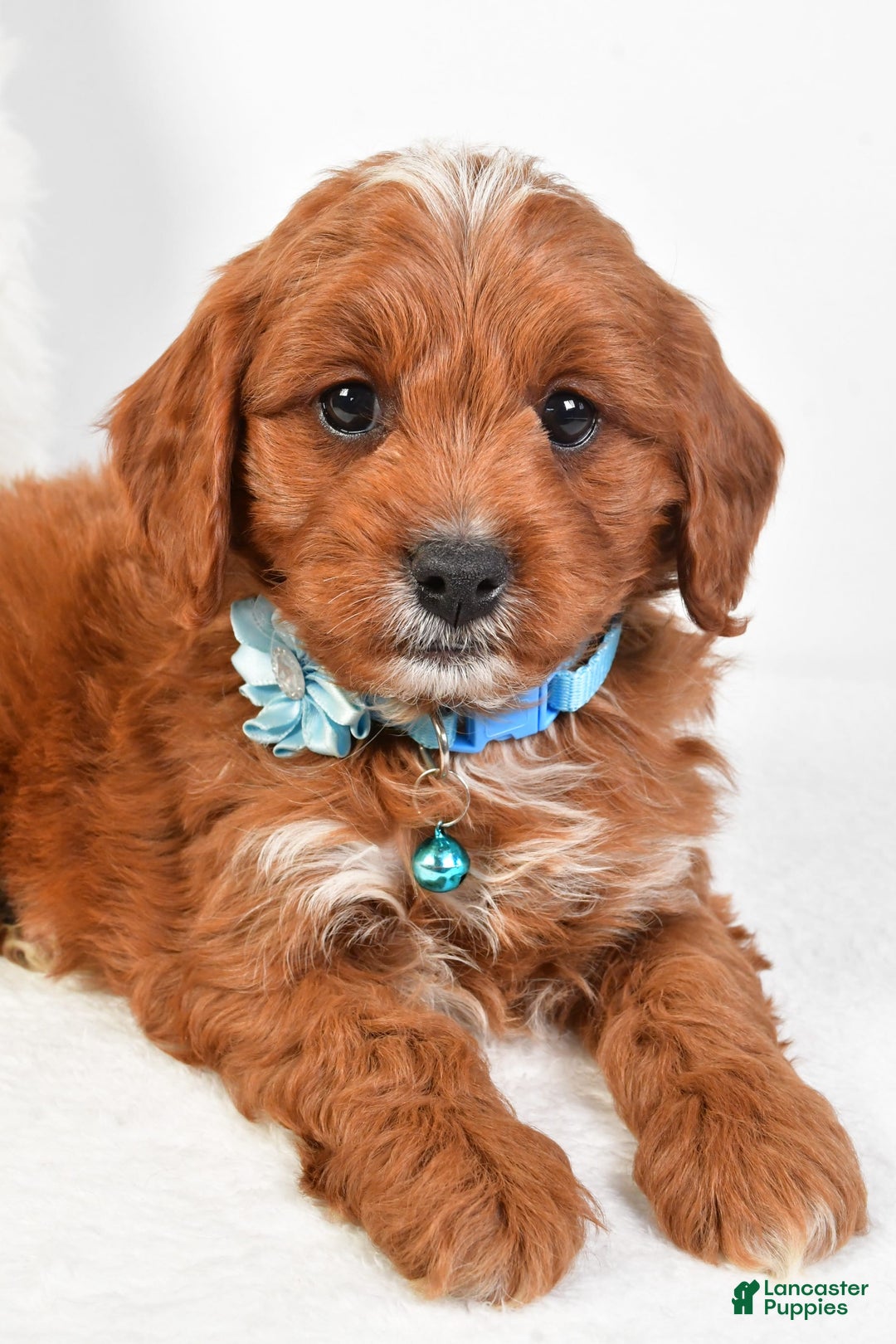 Cavapoo dogs for sale: Goffy - Image 7