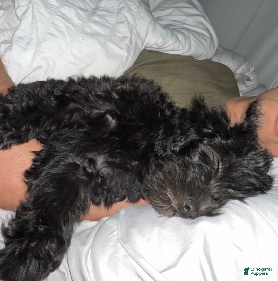 Mini Goldendoodle dogs for sale: Luna - Image 2