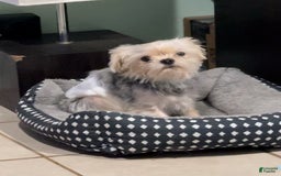 Morkie dogs for sale: Itachi - Image 2